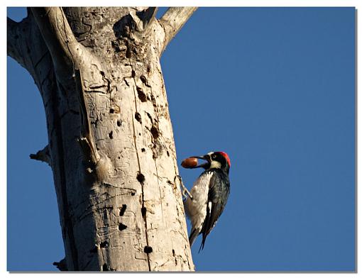 Acorn Woodpecker-woody.jpg