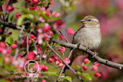 Miscellaneous Little Birdies-misc-birds-2.jpg