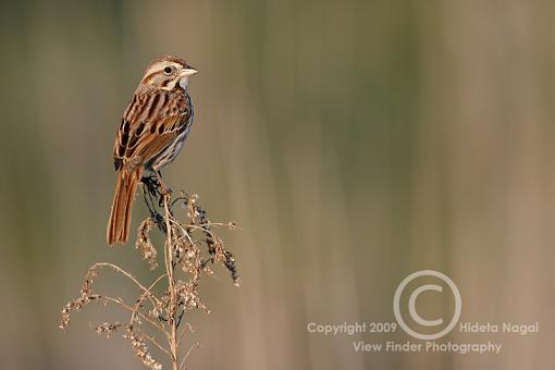 Miscellaneous Little Birdies-misc-birds-3.jpg