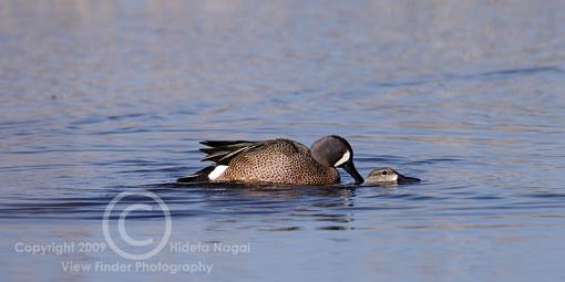 Miscellaneous Little Birdies-misc-birds-5.jpg