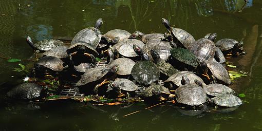 Log Jam-dsc_1394-copy.jpg