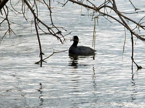 Spring 2009 Bird ID Thread.-what-1.jpg