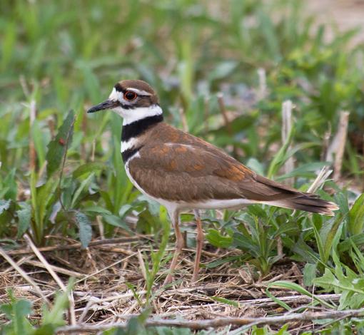 Killdeer (I know I got this one right!)   :)-killdeer2.jpg