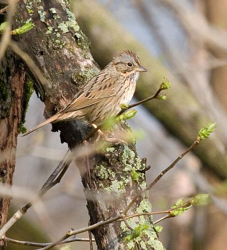 I think its a Song Sparrow-lincolns_sparrow.jpg