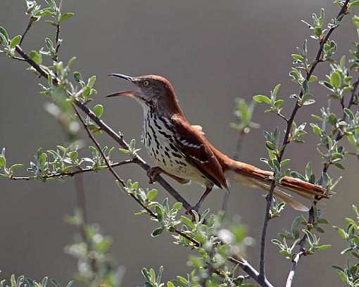 Spring 2009 Bird ID Thread.-7610w.jpg