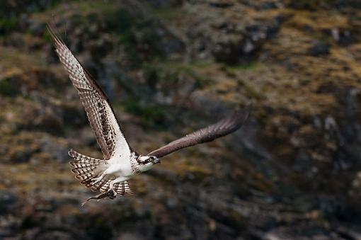 Some Osprey Photos-done-fishing-photoreview.jpg