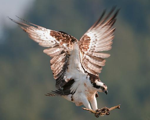 Some Osprey Photos-heres-stick-group.jpg