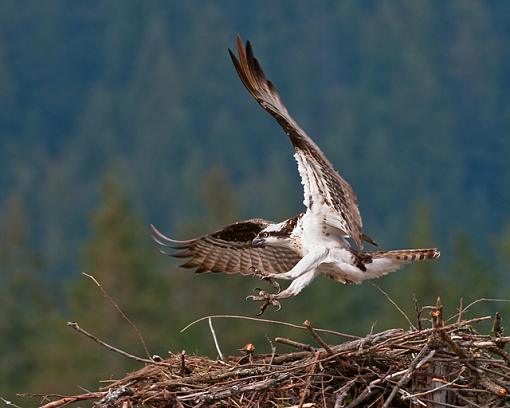 Some Osprey Photos-landing-vengence-photoreview.jpg