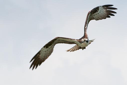 Some Osprey Photos-osprey-flight-photoreview.jpg