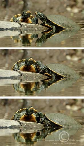 A vendetta is exacted on the high seas-turtle-revenge.jpg