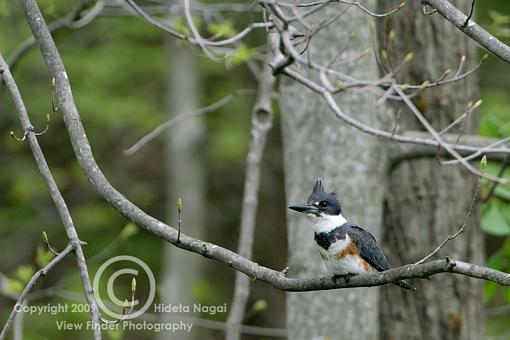 Belted Kingfisher-belted-kingfisher-1-.jpg