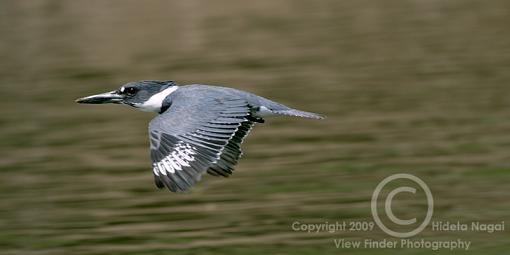 Belted Kingfisher-belted-kingfisher-1-b.jpg