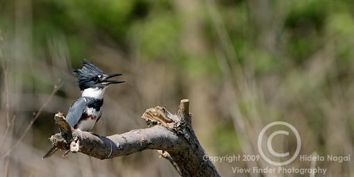 Belted Kingfisher-belted-kingfisher-1-c.jpg