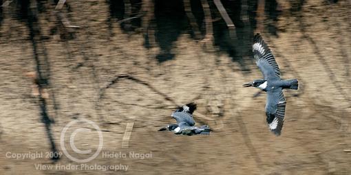 Belted Kingfisher-belted-kingfisher-1-d.jpg