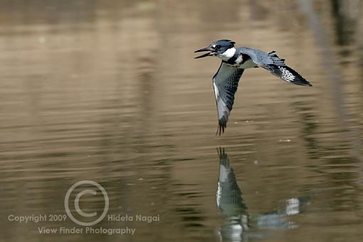 Belted Kingfisher-belted-kingfisher-1-e.jpg