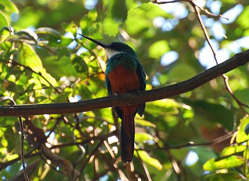 toddy flycatcher-fly-toddy2.jpg