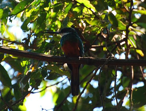 toddy flycatcher-fly-toddy.jpg