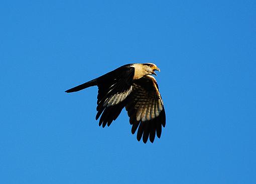 unknown eagle-eagle-2.jpg