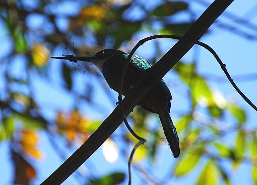 toddy flycatcher-toddy-dragonfly.jpg