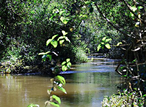 toddy flycatcher-river.jpg