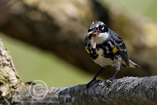 Streamside Snack-warbler-lunch.jpg