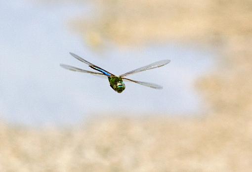 Odds and ends...-dragonfly1.jpg