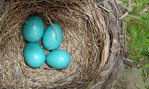 That time of year-robins_eggs.jpg