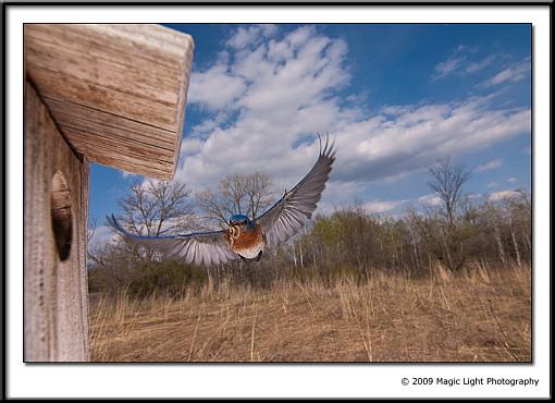 Another round of BB images-crw_4578b.jpg