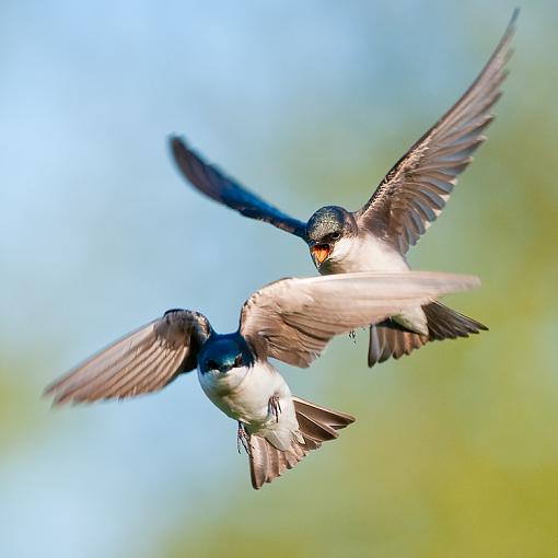 Female Aggression-bullying-mid-air.jpg