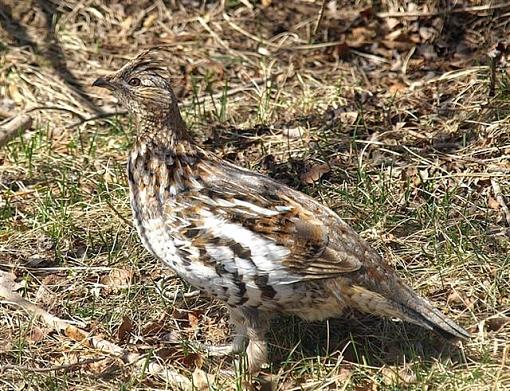 Out for a stroll...-grouse-2-small-.jpg