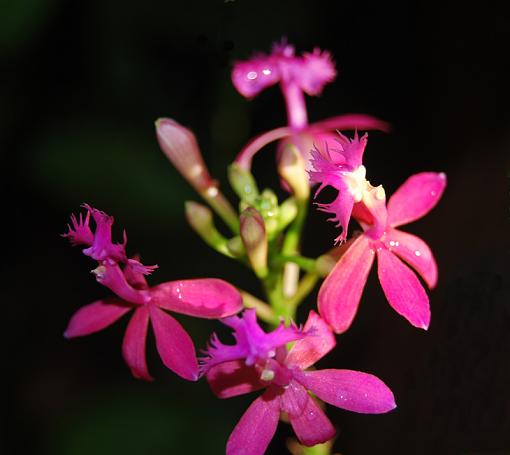 wild orchid-orchid.jpg