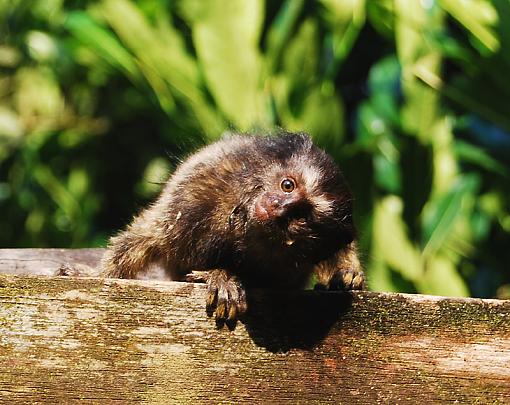 baby marmoset-babe-3.jpg