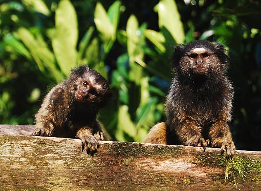 baby marmoset-babe-2.jpg