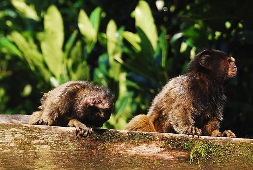 baby marmoset-babe.jpg