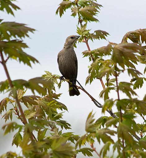 Spring 2009 Bird ID Thread.-brownheadedcowbird.jpg