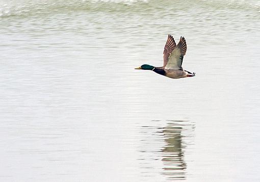 (*yawn*) Just more Mallard shots...-mallard_may_1.jpg