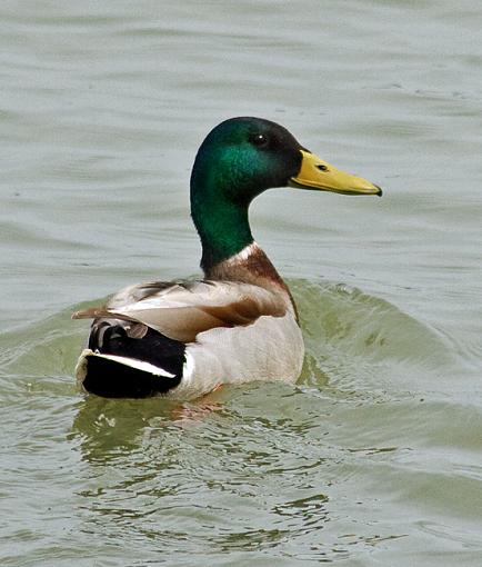 (*yawn*) Just more Mallard shots...-mallard_may_3.jpg