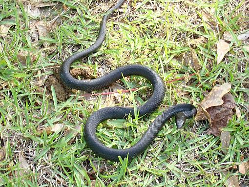 Reptiles-black-snake.jpg