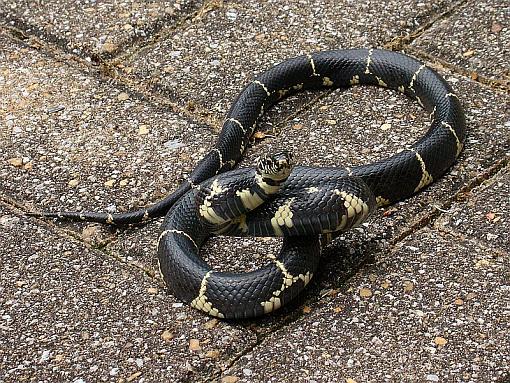 Reptiles-king-snake.jpg