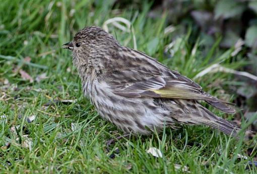 baby Pine Siskin-img_3638.jpg