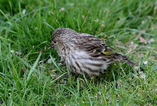 baby Pine Siskin-img_3640.jpg