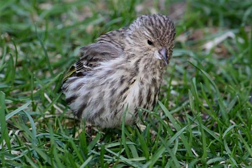 baby Pine Siskin-img_3645.jpg