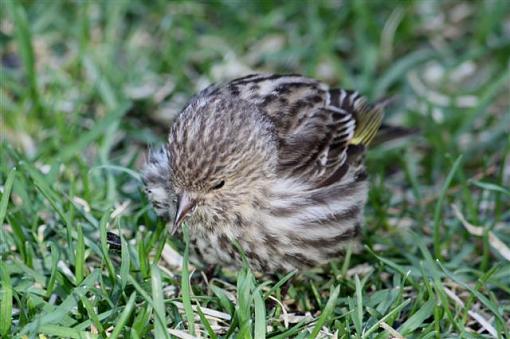 baby Pine Siskin-img_3651.jpg