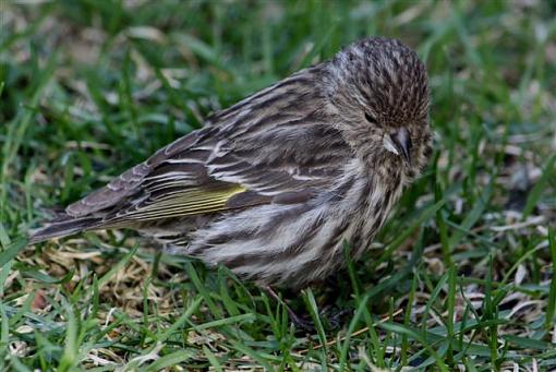 baby Pine Siskin-img_3650.jpg