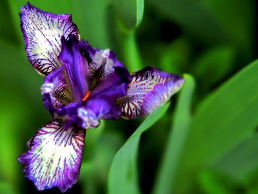 Dwarf Iris - HDR-iris-hdr.jpg