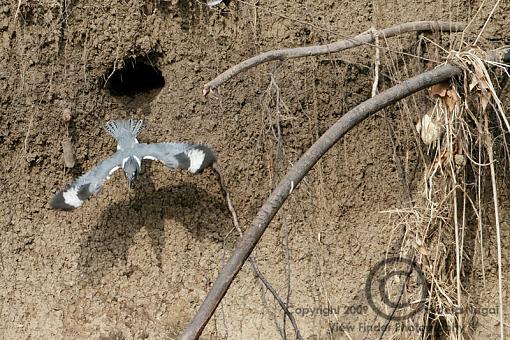 Belted Kingfisher-belted-kingfisher-2-b.jpg