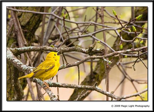 Yellow Warbler-img_5540.jpg