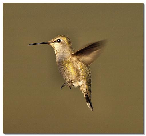 First Hummer's this year-hummer2.jpg