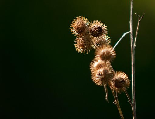 fun stuff from a morning walk-20090511-_5117455.jpg