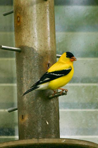 Goldfinch? and a dove...-20090510-img_6349s.jpg